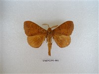 藏品(馬尾松枯葉蛾)的圖片